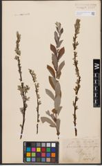 Foto von Salix aurita L. x Salix repens L.
